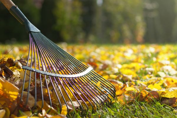 Leaf Cleanup Service in Manassas
