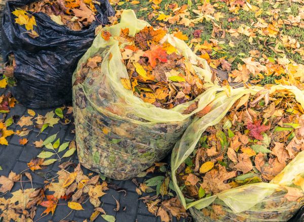 Yard Cleanup Service in Manassas