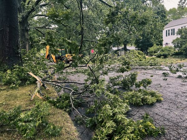 Tree Branch Disposal in Manassas
