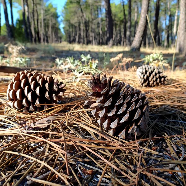 Pine Cone Removal in Manassas