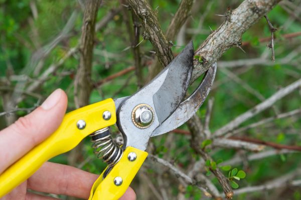 Limbs Removal in Manassas