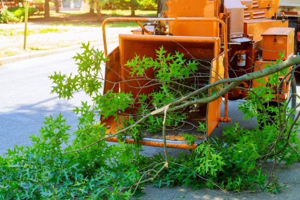 Tree Branches Removal in Manassas