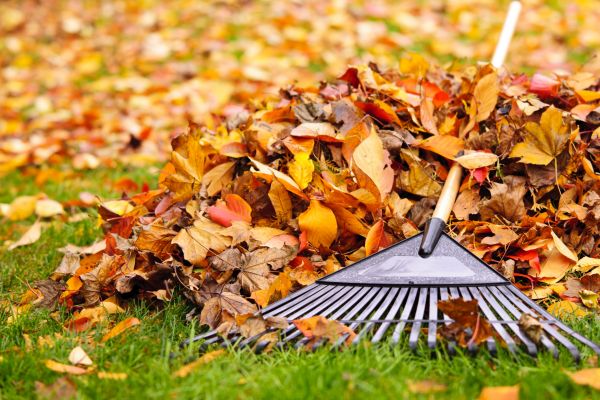 Yard Leaf Removal in Manassas