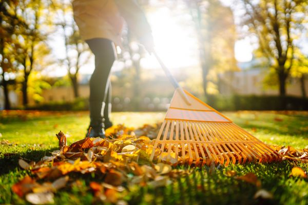 Leaves Raking in Manassas