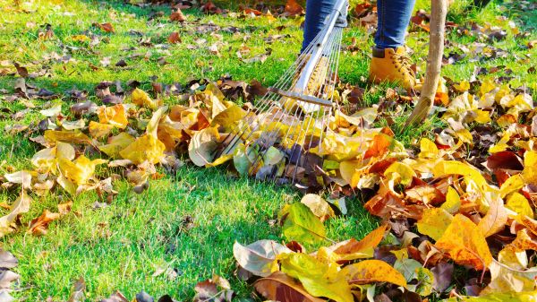 Lawn Cleanup Service in Manassas