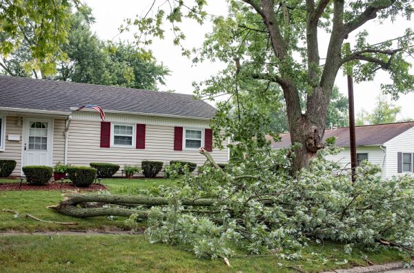 Fallen Branch Removal in Manassas