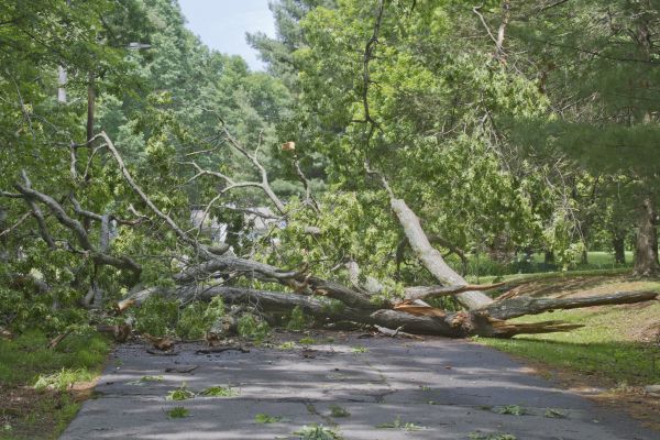 Tree Debris Removal in Manassas