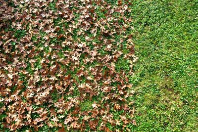 Mulching Leaves in a Yard