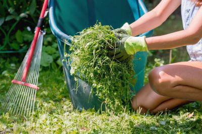 Spring Lawn Cleanup detail